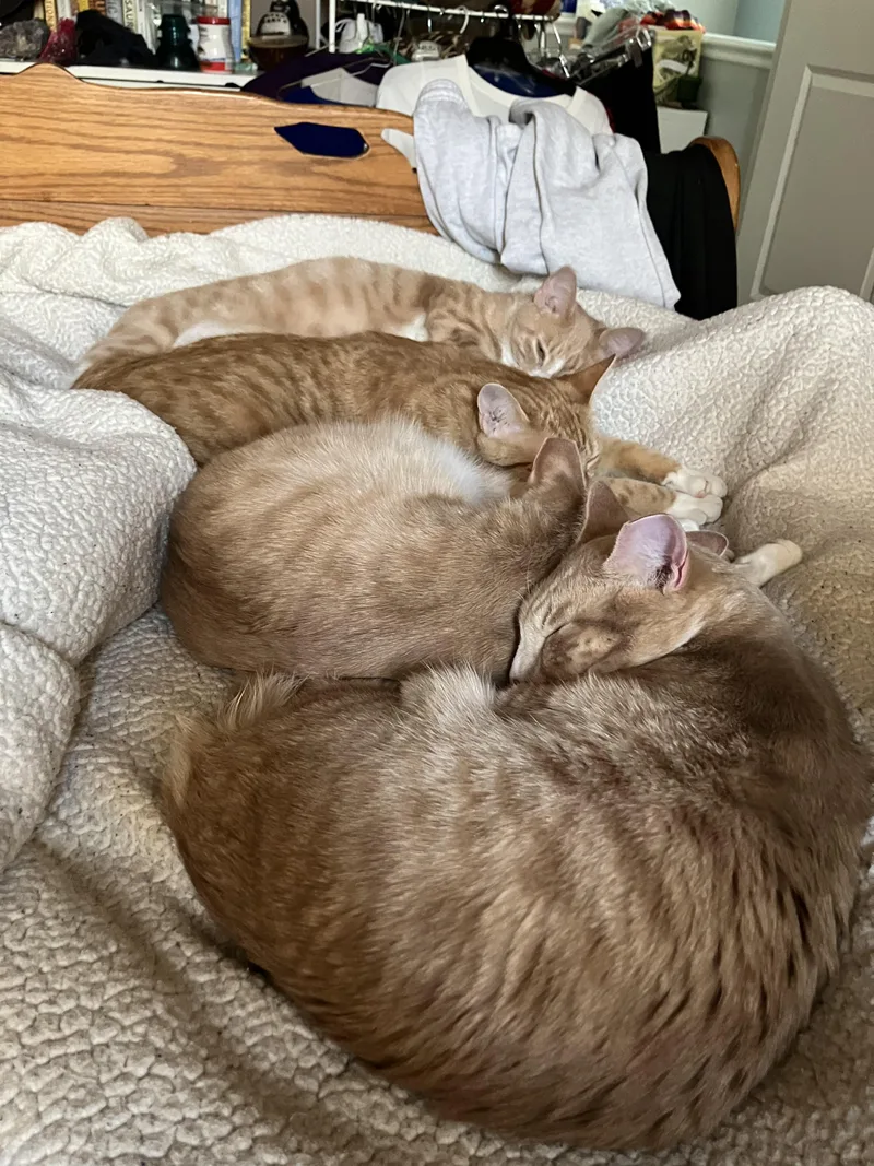 Magby & Victini thumbnail 4