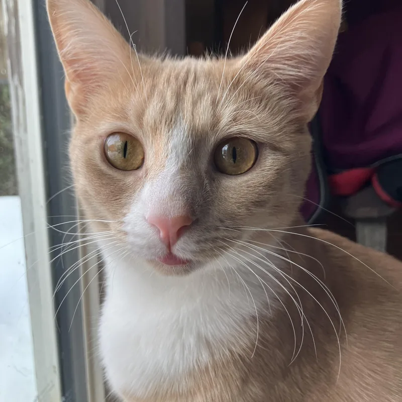 Magby & Victini thumbnail 5