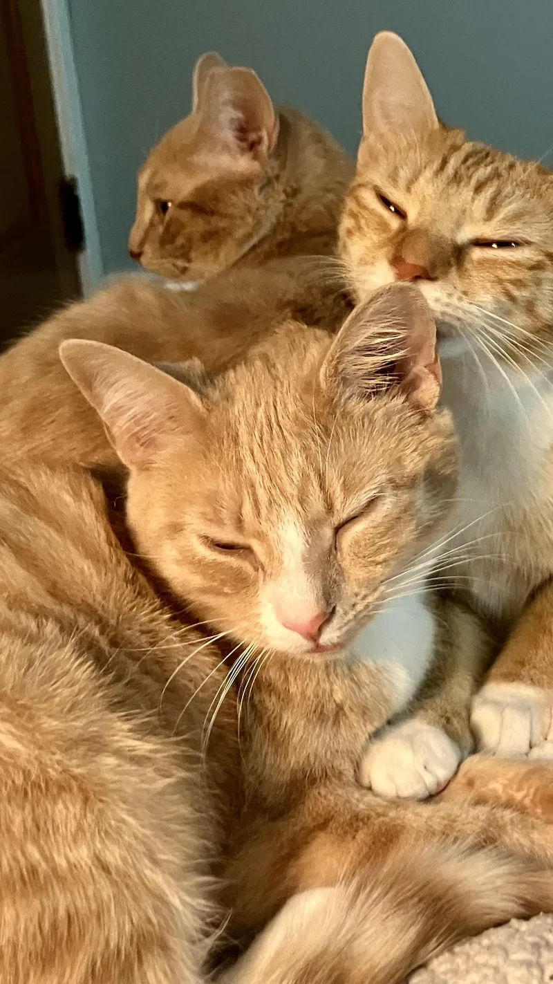 Magby & Victini thumbnail 6