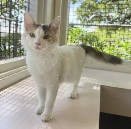 A baby small-sized female Domestic Short Hair cat named Daisy for adoption in Honolulu, HI