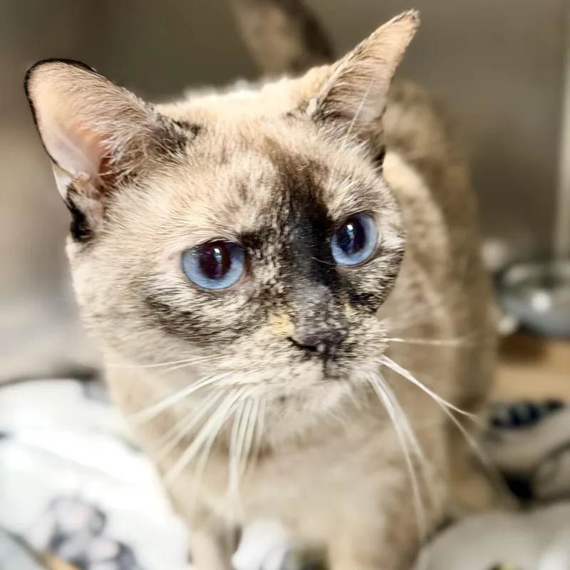 An adult medium-sized female Tortoiseshell Siamese cat named Blue for adoption in Jackson, NJ