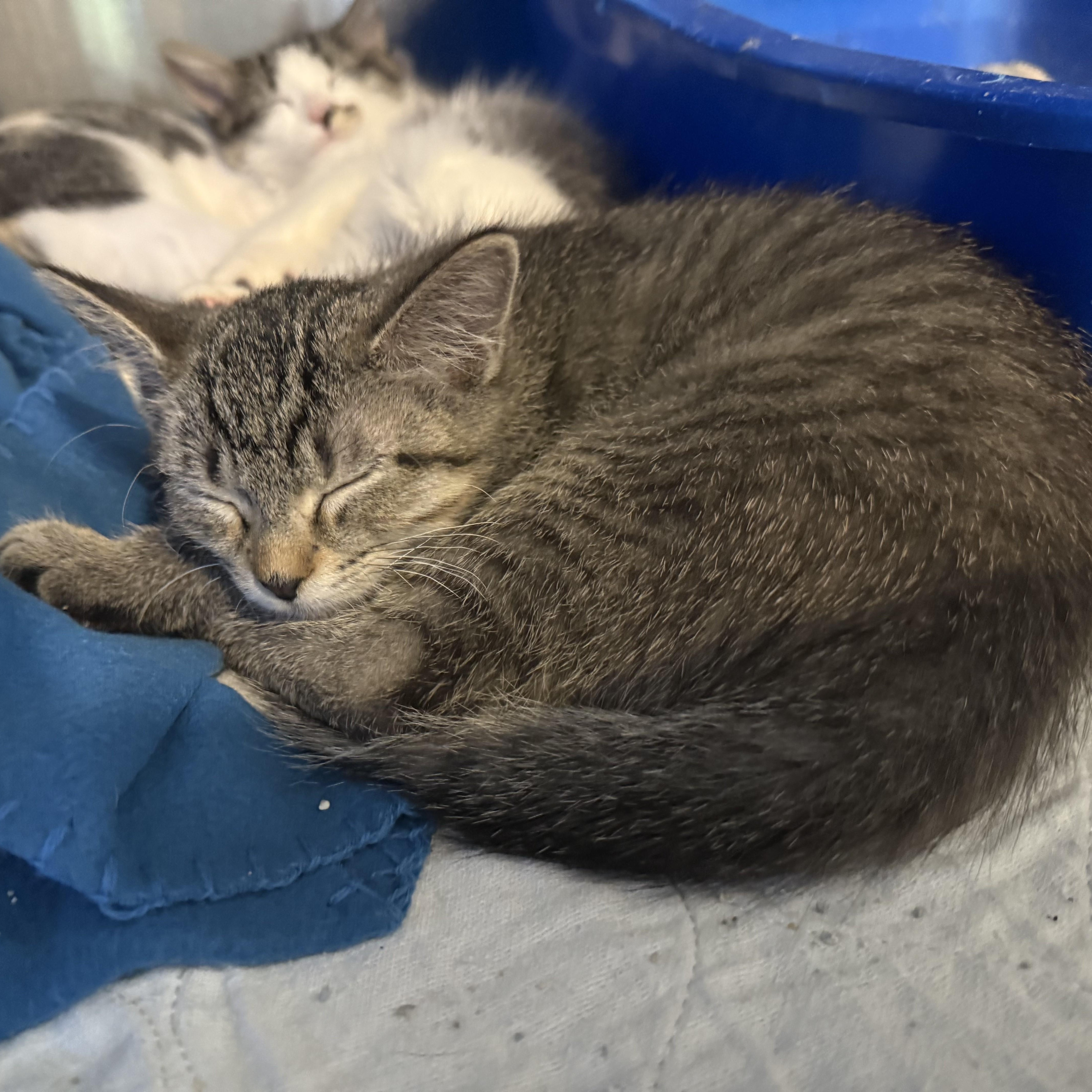 A baby medium-sized female Tabby (Gray / Blue / Silver) Domestic Short Hair cat named Catroya for adoption in La Crescent, MN