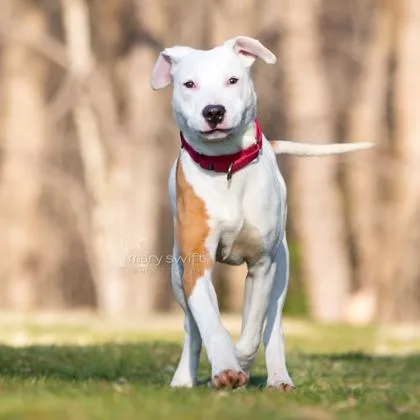 An adult medium-sized male Bull Terrier dog named Mack for adoption in Reisterstown, MD