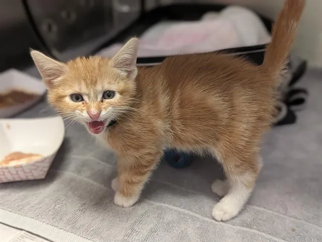 A baby medium-sized male Domestic Short Hair cat named Chips for adoption in Dallas, TX