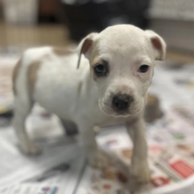 A baby small-sized female White / Cream Mixed Breed dog named Conneticut for adoption in Gadsden, AL