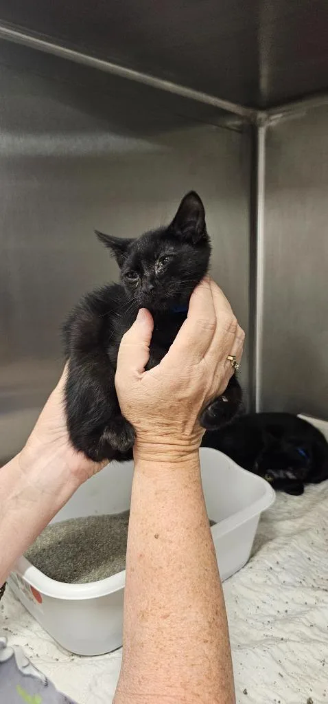 A baby small-sized male Domestic Short Hair cat named Velvet for adoption in Athens, TN