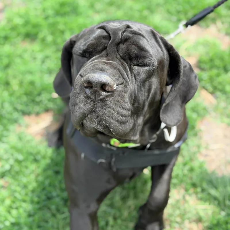 An adult extra large-sized female Black Cane Corso dog named Charlotte for adoption in Cincinnati, OH