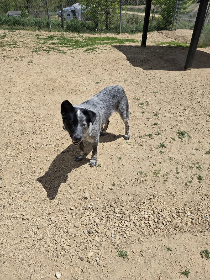 An adult medium-sized male Australian Cattle Dog / Blue Heeler dog named Curly for adoption in Maquoketa, IA