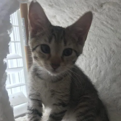 A baby small-sized male Tabby (Brown / Chocolate) Tabby cat named Havoc for adoption in Knoxville, TN