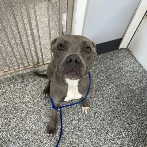 An adult medium-sized female Gray / Blue / Silver Pit Bull Terrier dog named Sissy for adoption in Bryan, OH