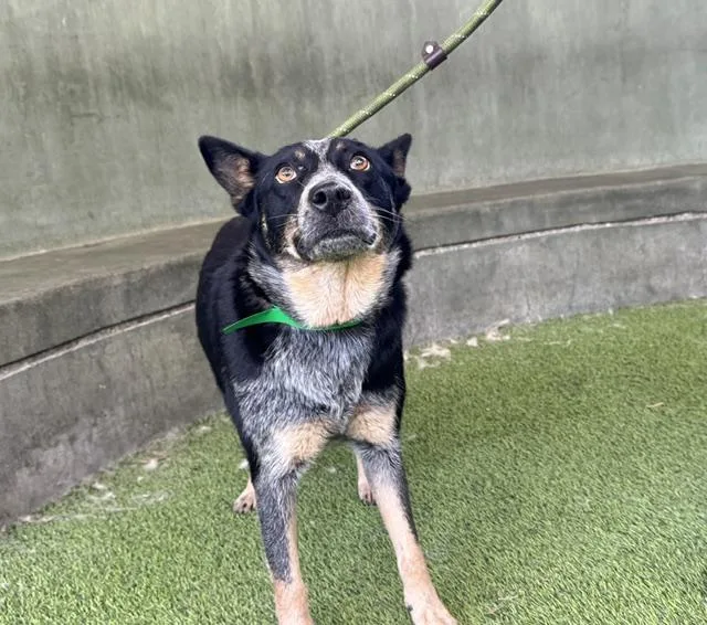 A young medium-sized female Australian Cattle Dog / Blue Heeler dog named Molly for adoption in Van Nuys, CA
