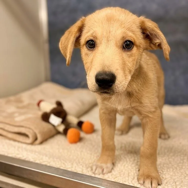 A baby medium-sized male Yellow / Tan / Blond / Fawn Yellow Labrador Retriever dog named Winston Bishop for adoption in South Elgin, IL