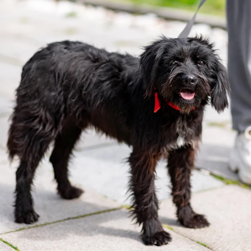 A young medium-sized male Black Miniature Schnauzer dog named Onix for adoption in Morristown, NJ