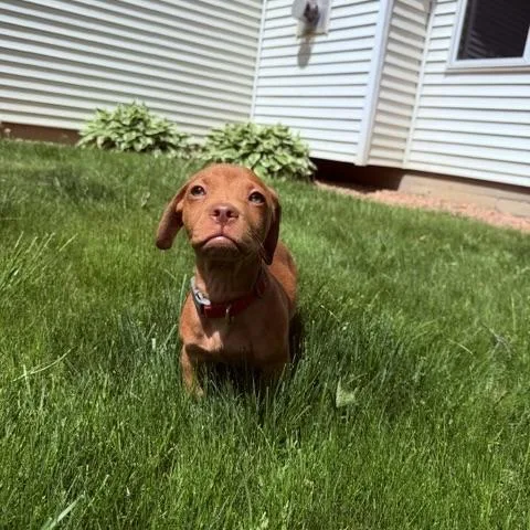 A baby small-sized male Golden Dachshund dog named Zepline for adoption in Prior Lake, MN