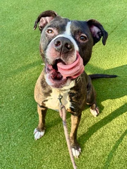 An adult medium-sized male Mixed Breed dog named Buster for adoption in West Chester, PA