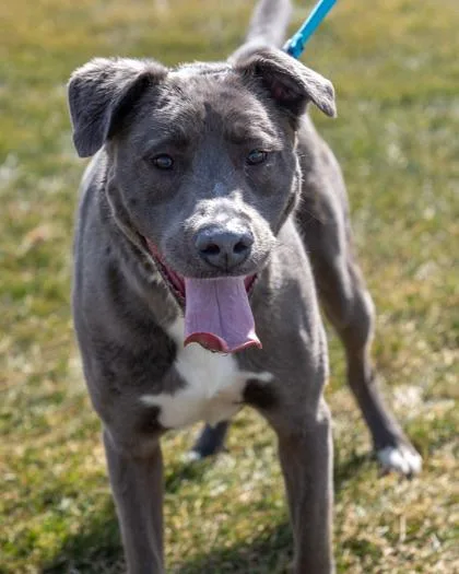 A baby large-sized male American Bulldog dog named Arlo for adoption in Pequot Lakes, MN