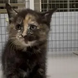 A baby small-sized female Tortoiseshell Domestic Medium Hair cat named Wynette for adoption in Winder, GA