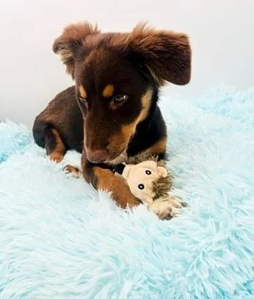 Wallaroo thumbnail 2