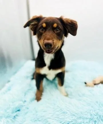 Wallaroo thumbnail 3