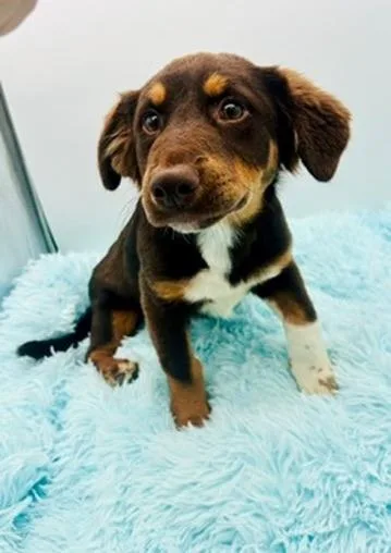 Wallaroo thumbnail 4