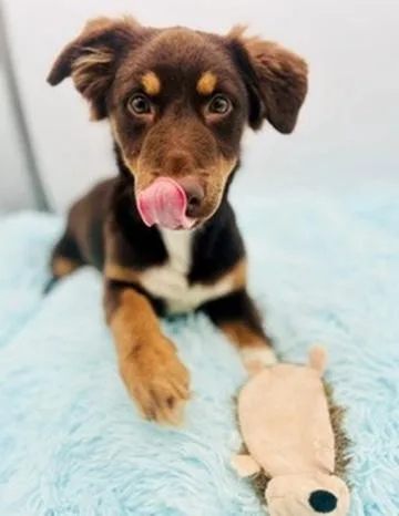 Wallaroo thumbnail 5