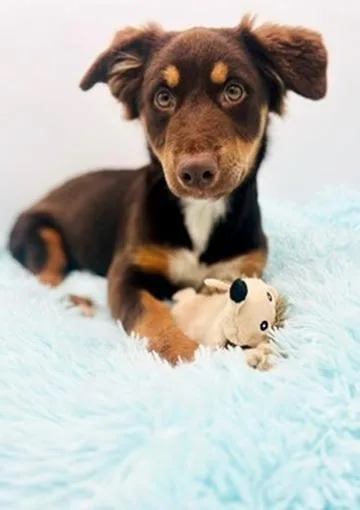 Wallaroo thumbnail 6