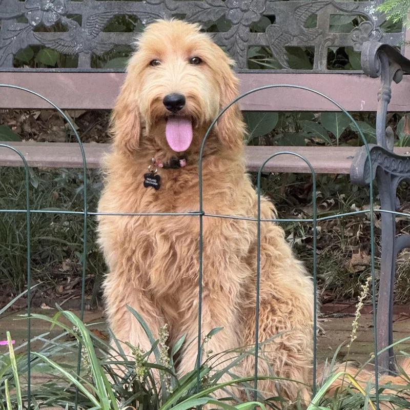A baby medium-sized female Goldendoodle dog named Cheyenne for adoption in Greensboro, NC