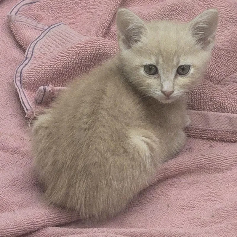 A baby small-sized male Buff / Tan / Fawn Domestic Short Hair cat named Tanner for adoption in Wickenburg, AZ