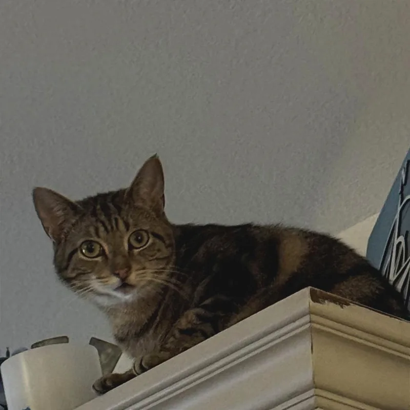 An adult large-sized male Buff / Tan / Fawn Domestic Medium Hair cat named Tyson for adoption in Chattanooga, TN