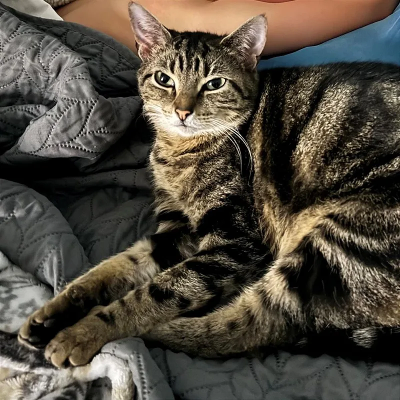 Tyson thumbnail 2