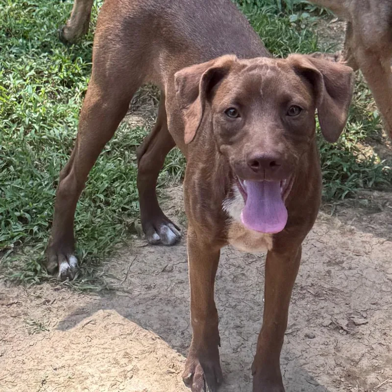 A young medium-sized female Brown / Chocolate Pit Bull Terrier dog named Princess Peach for adoption in Birmingham, AL