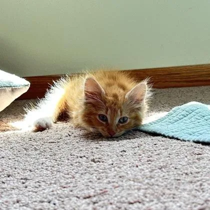 A baby small-sized female Domestic Short Hair cat named Sadie for adoption in Janesville, WI