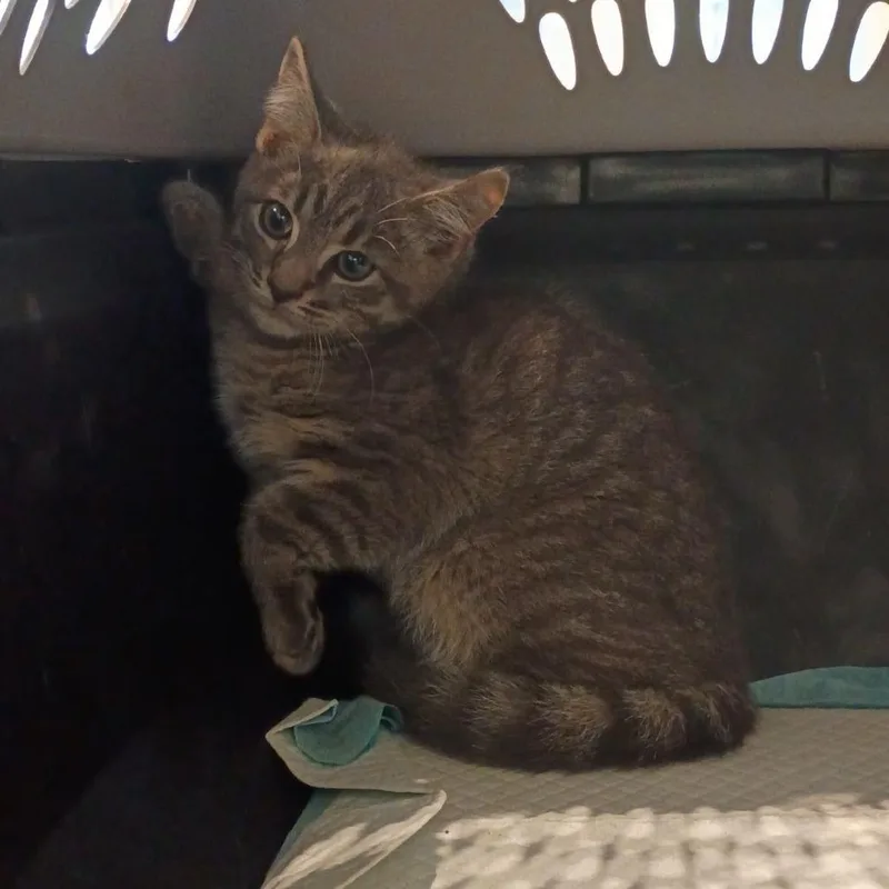 A baby small-sized male Gray / Blue / Silver Domestic Short Hair cat named Buzz for adoption in Lynchburg, VA