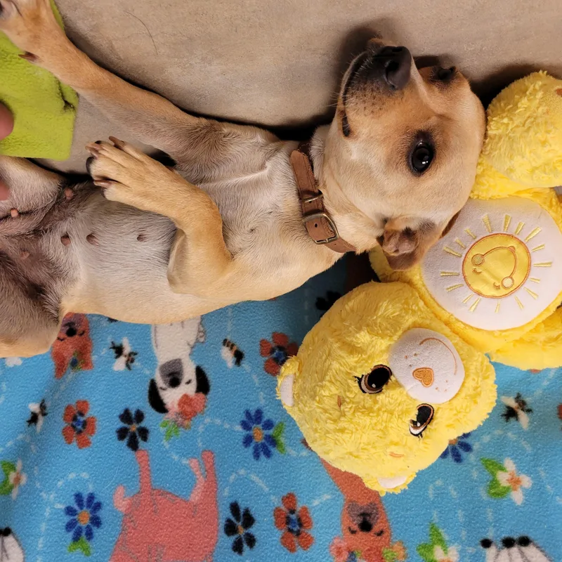 Nala