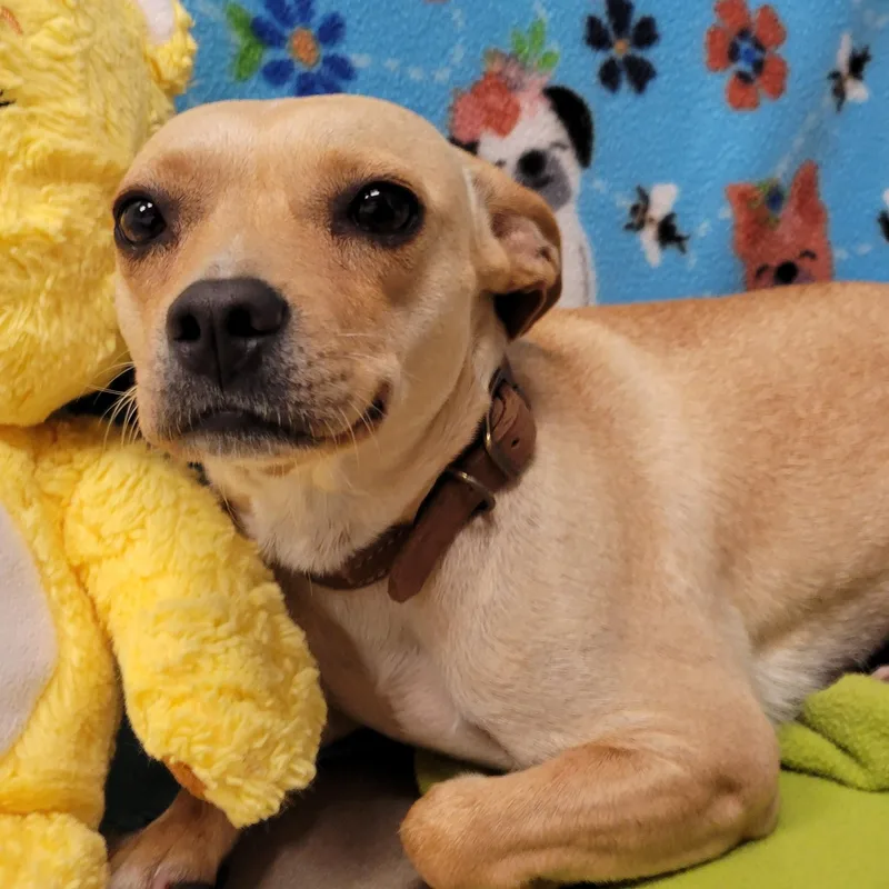 Nala thumbnail 3