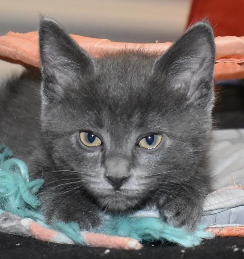 A baby small-sized male Gray / Blue / Silver Domestic Short Hair cat named Slate for adoption in Silverton, OR