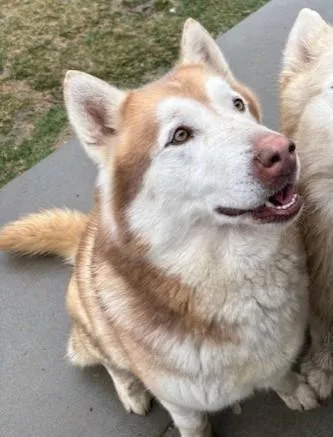 An adult extra large-sized male Red / Chestnut / Orange Alaskan Malamute dog named Alfita for adoption in Pasco, WA