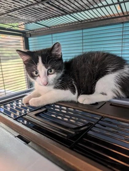 A baby small-sized male Domestic Short Hair cat named Angus for adoption in Bloomsburg, PA