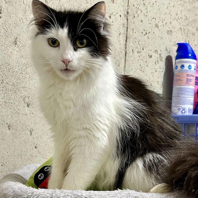 A young medium-sized female Domestic Long Hair cat named Alaska for adoption in Warwick, RI