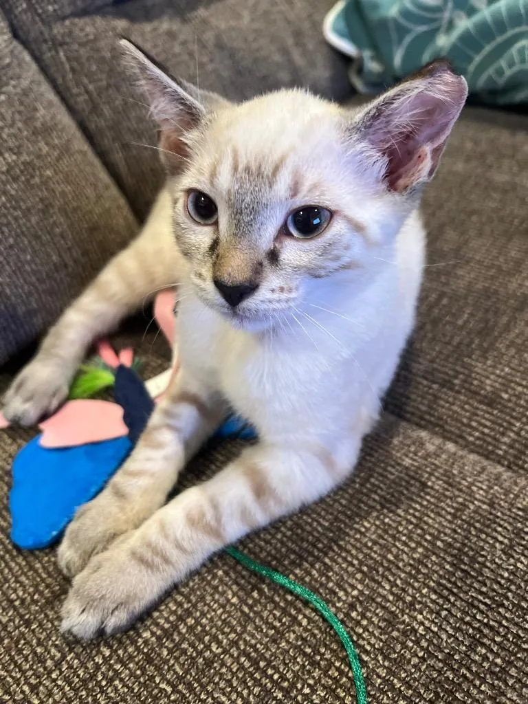 A baby medium-sized female Domestic Short Hair cat named Amelia and Sanibel for adoption in New York, NY