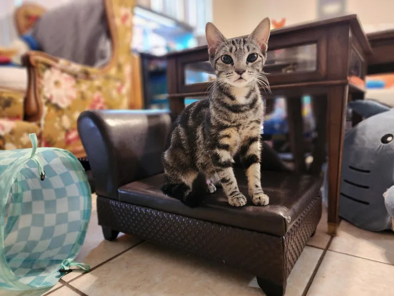 An adult medium-sized female Tabby cat named Chalupa for adoption in Spring Hill, FL