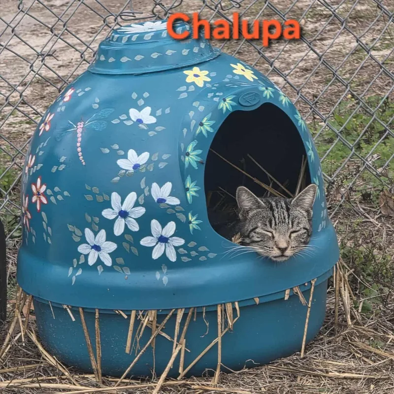 Chalupa thumbnail 3