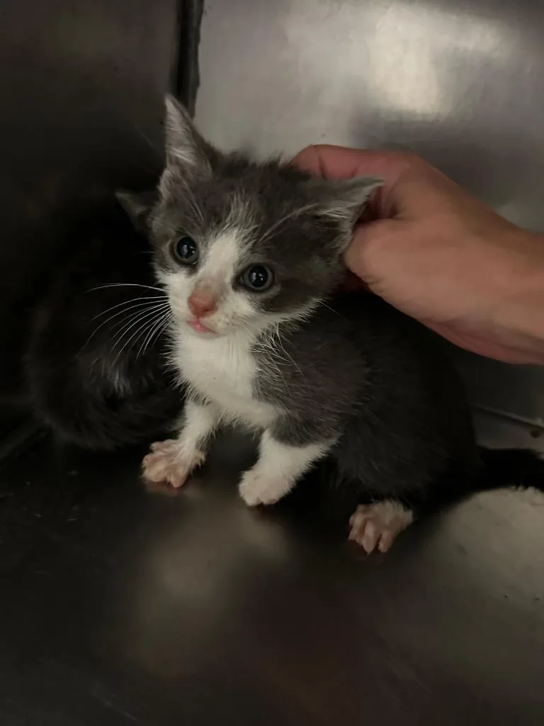 A baby small-sized male Domestic Short Hair cat named Philip for adoption in Bossier City, LA