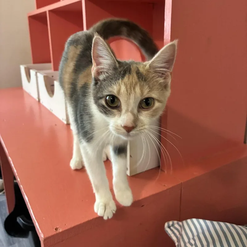 A young medium-sized female Calico Domestic Short Hair cat named Sudi for adoption in Carencro, LA