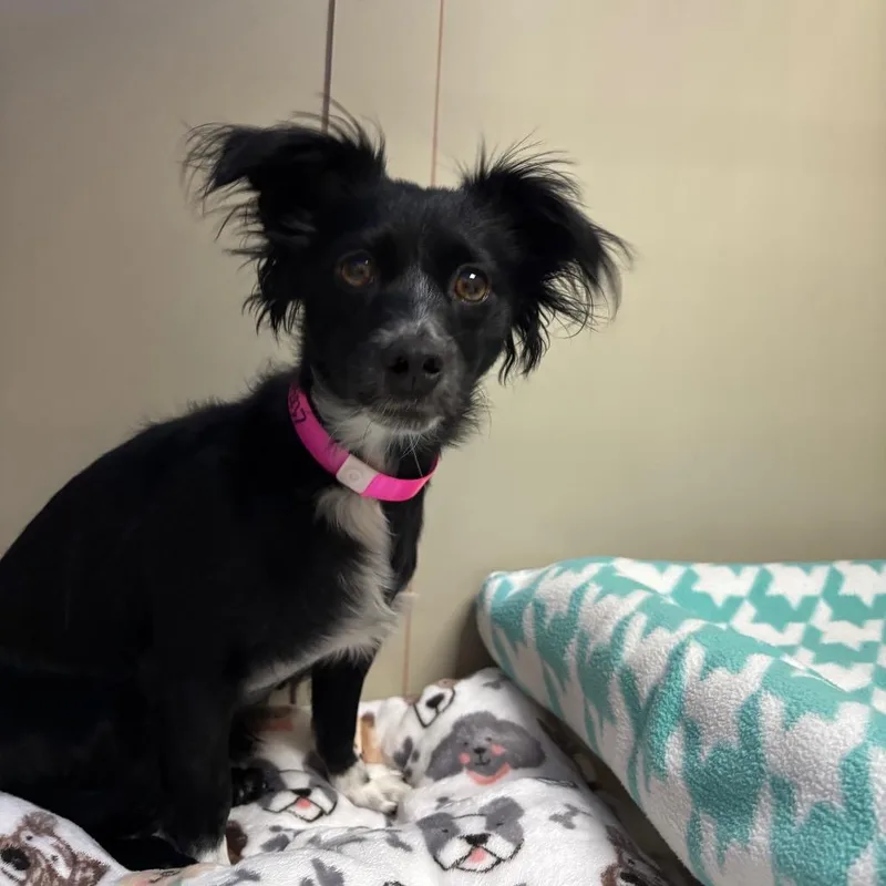 An adult small-sized female Black Dachshund dog named Slinky for adoption in Las Vegas, NV