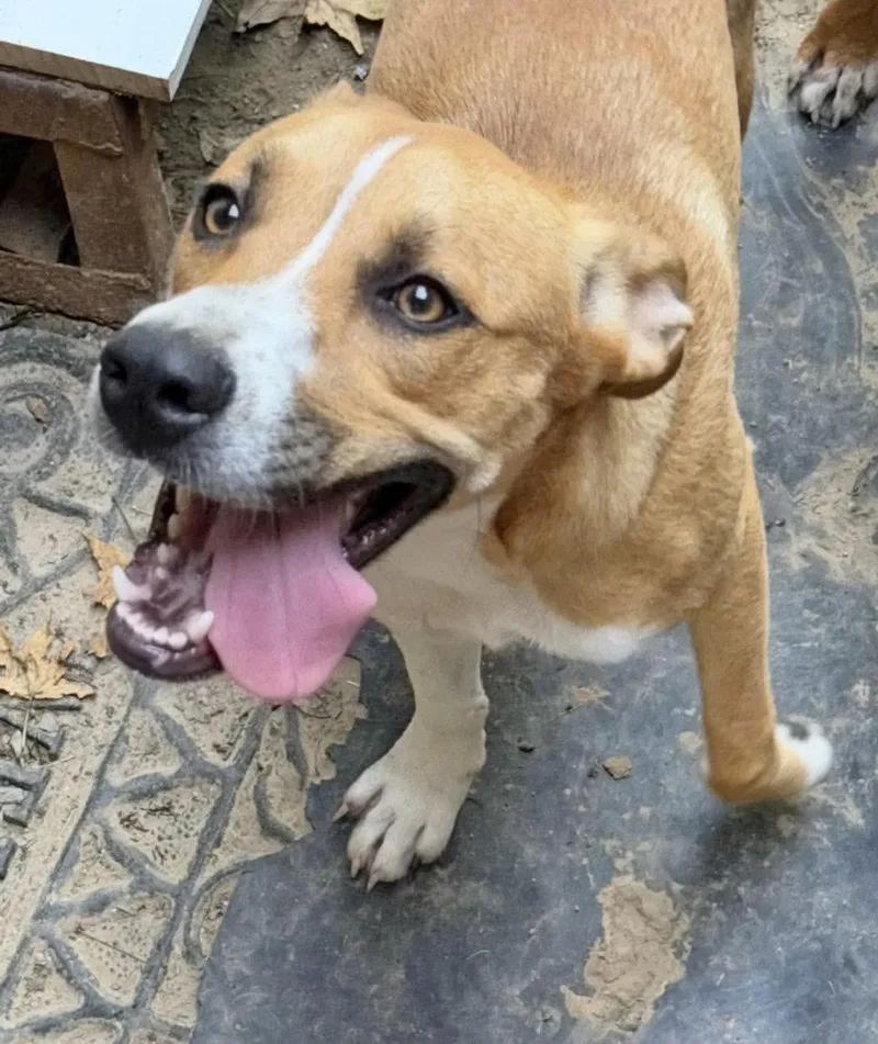 A young medium-sized male Hound dog named Gus for adoption in Manchester, CT