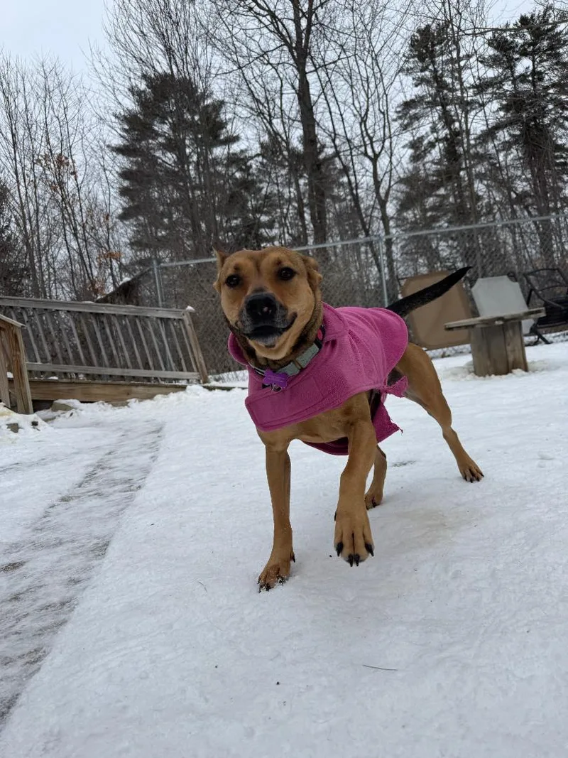 Sierra Is In Maine thumbnail 5