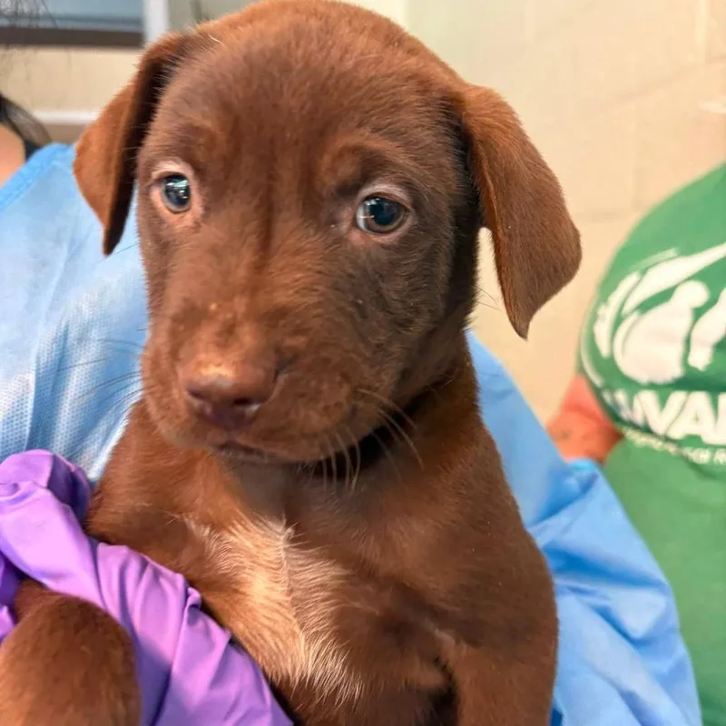 A baby small-sized male Brown / Chocolate Mixed Breed dog named Callisto for adoption in Huntington, WV