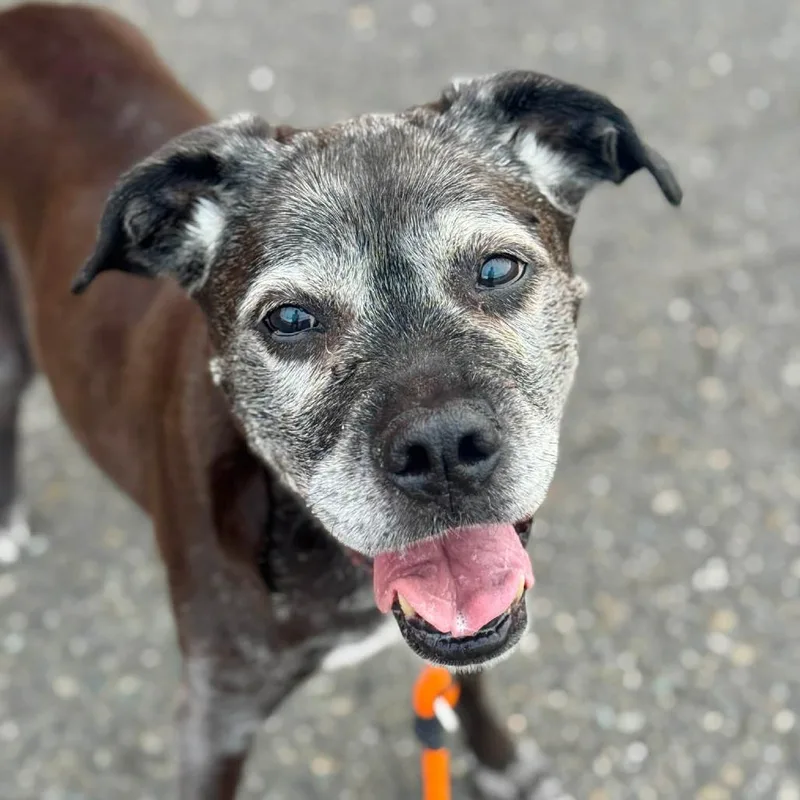 A senior large-sized female Mixed Breed dog named Chunky Monkey for adoption in Tacoma, WA