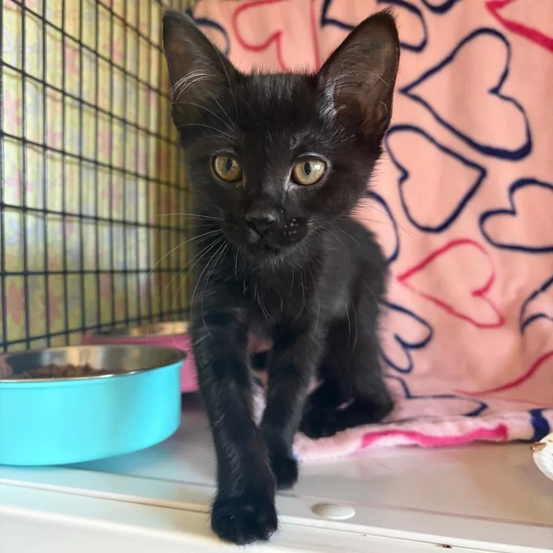 A baby small-sized female Domestic Short Hair cat named Shower for adoption in Chicago, IL
